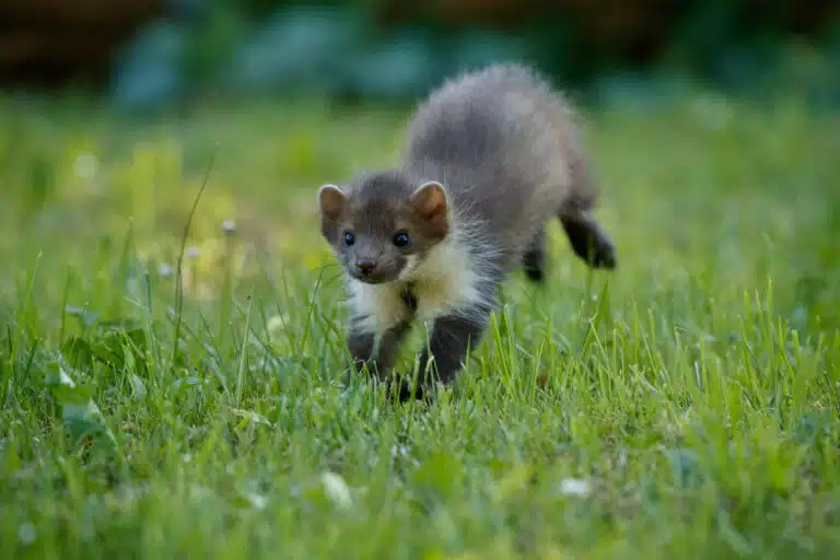 Mardersaison beginnt –Schutzmaßnahmen können sich auszahlen beautiful cute beech marten scaled Versicherungspapa