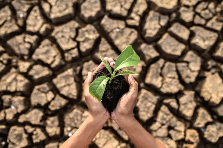 Welche Städte am stärksten unter dem Klimawandel leiden werden boy are stand holding seedlings are dry land warming world scaled Versicherungspapa