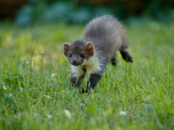 Nachhaltige Geldanlage: Momentum verloren? beautiful cute beech marten scaled Versicherungspapa