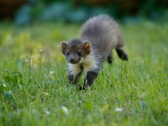 beautiful-cute-beech-marten PKV-Angebot in Bewegung beautiful cute beech marten scaled Versicherungspapa