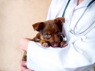 vet examines a puppy in the hospital. Drei Viertel der Deutschen finden Altersvorsorge (eher) kompliziert doctor veterinarian examining dog scaled scaled Versicherungspapa