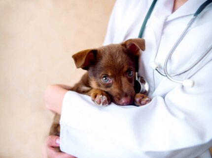 vet examines a puppy in the hospital. Aus der Nische gewachsen: Tierkrankenversicherungen ?brizy media=24584&brizy crop=iW%3D382%26iH%3D255%26oX%3D21%26oY%3D0%26cW%3D340%26cH%3D255 Versicherungspapa