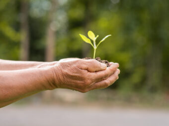 small tree planted on the ground placed inside the two hands of Große Mehrheit der Arbeitnehmer wünscht sich betriebliche Pflegevorsorge elderly person holding plant scaled Versicherungspapa