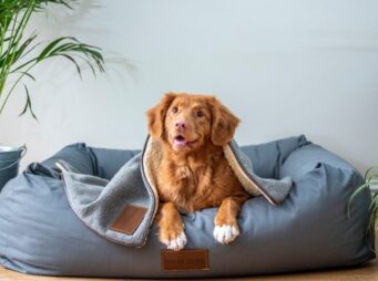 hundehalterhaftpflichtversicherung-01 Privatkunden hundehalterhaftpflichtversicherung 01 Versicherungspapa