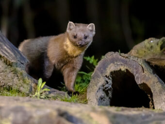 Deutsche Versicherer sind finanziell gut gerüstet pine marten on trunk in forest at night 2025 03 23 22 01 52 utc scaled Versicherungspapa
