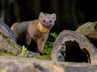 Pine marten on trunk in forest at night Weiterer offener Immobilienfonds setzt Anteilsrücknahme aus pine marten on trunk in forest at night 2025 03 23 22 01 52 utc scaled Versicherungspapa