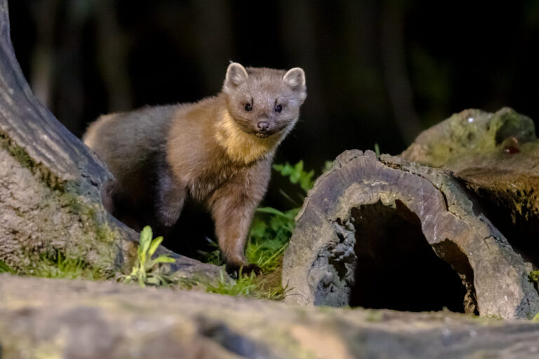 Über 1.000 Marderschäden an Autos – pro Tag pine marten on trunk in forest at night 2025 03 23 22 01 52 utc scaled Versicherungspapa
